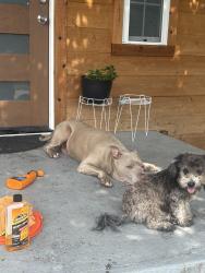 Found/Stray Male Dog last seen Near Padgett elementary on Maryland Ave , Dallas, TX 75216