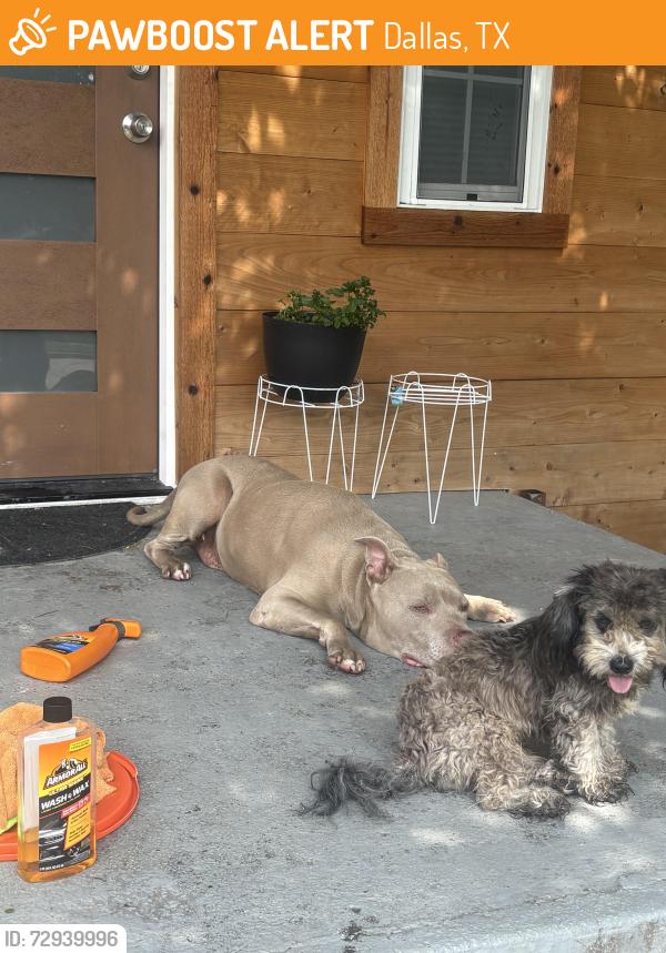Found/Stray Male Dog last seen Near Padgett elementary on Maryland Ave , Dallas, TX 75216