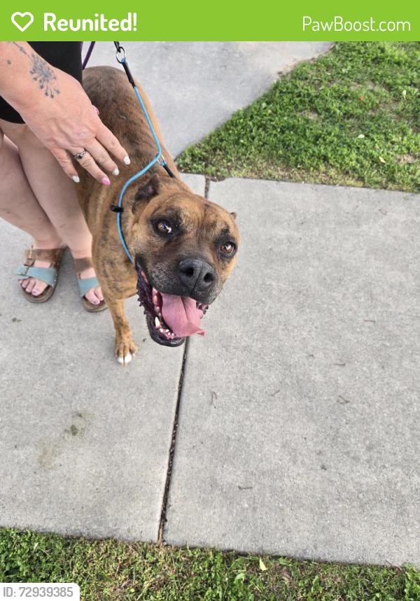 Reunited Male Dog last seen Rose park , Salt Lake City, UT 84116