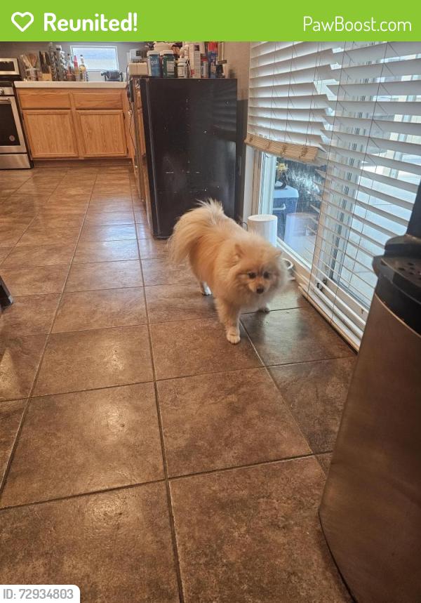 Reunited Female Dog last seen Christopher and victor Adelanto California, Adelanto, CA 92301