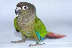 Lost Male Bird last seen Outside of hse address, Eagleville, PA 19403