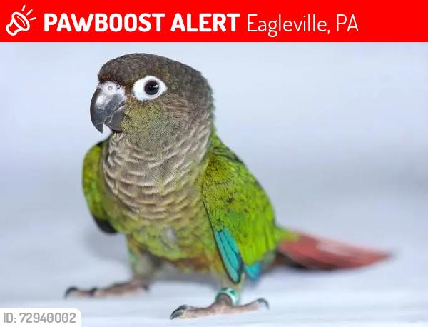Lost Male Bird last seen Outside of hse address, Eagleville, PA 19403