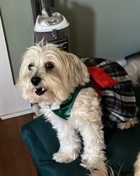 Lost Female Dog last seen Bedell and Cedar, Bertram, TX 78605