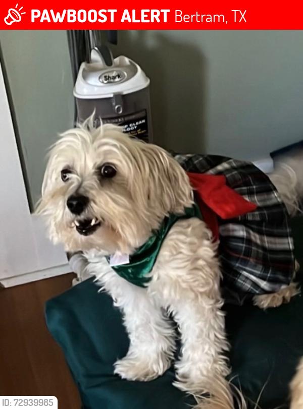 Lost Female Dog last seen Bedell and Cedar, Bertram, TX 78605