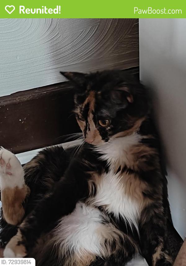 Reunited Female Cat last seen Near E 12th Ave, hmstd, PA 15120, USA, Homestead, PA 15120