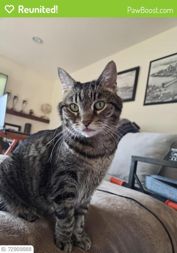 Reunited Female Cat last seen Windsor dr & Whitecliff rd, Thousand Oaks, CA 91360