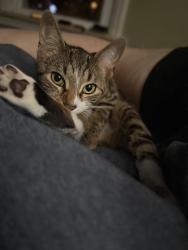 Reunited Female Cat last seen Bishop Avenue and Pine Ridge, Clifton Heights, PA 19018