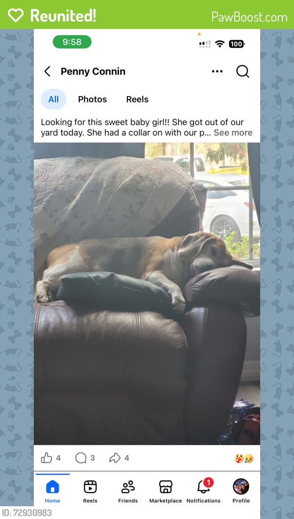 Reunited Female Dog last seen Near bathhurst ave, Spring Hill, FL 34610