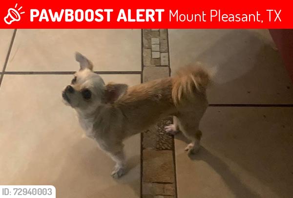 Lost Female Dog last seen Hwy 271 and 67, Mount Pleasant, TX 75455
