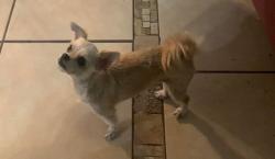 Lost Female Dog last seen Hwy 271 and 67, Mount Pleasant, TX 75455