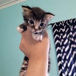 Shelter Stray Male Cat last seen Sunset Drive, LIVERMORE, CA, 94551, Oakland, CA 94621