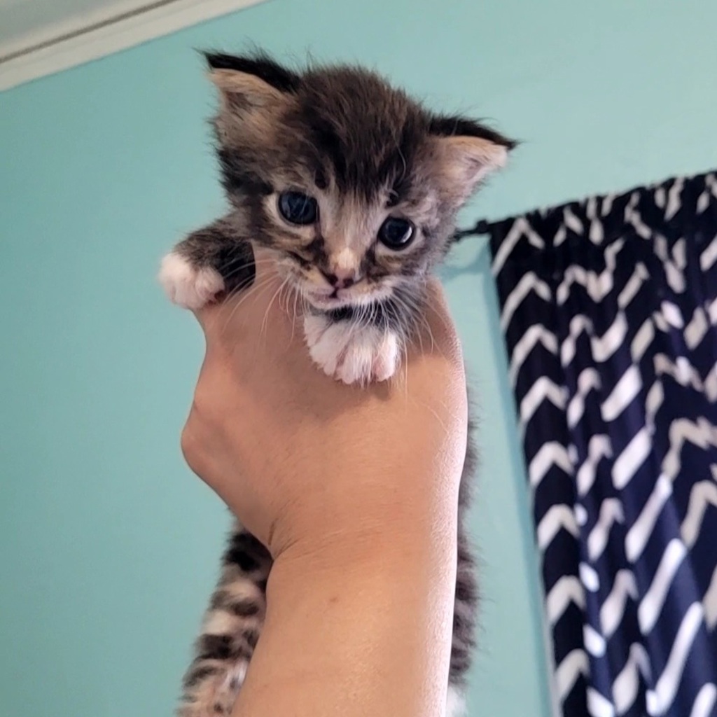 Shelter Stray Male Cat last seen Sunset Drive, LIVERMORE, CA, 94551, 8323 Baldwin St, Oakland, CA 94621, USA