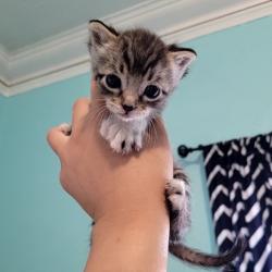 Shelter Stray Female Cat last seen Sunset Drive, LIVERMORE, CA, 94551, Oakland, CA 94621