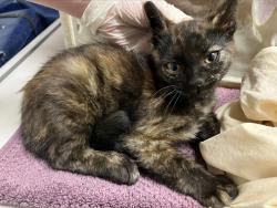 Shelter Stray Female Cat last seen Near W 15th Avenue, Escondido, CA, 92025, Escondido, CA 92027