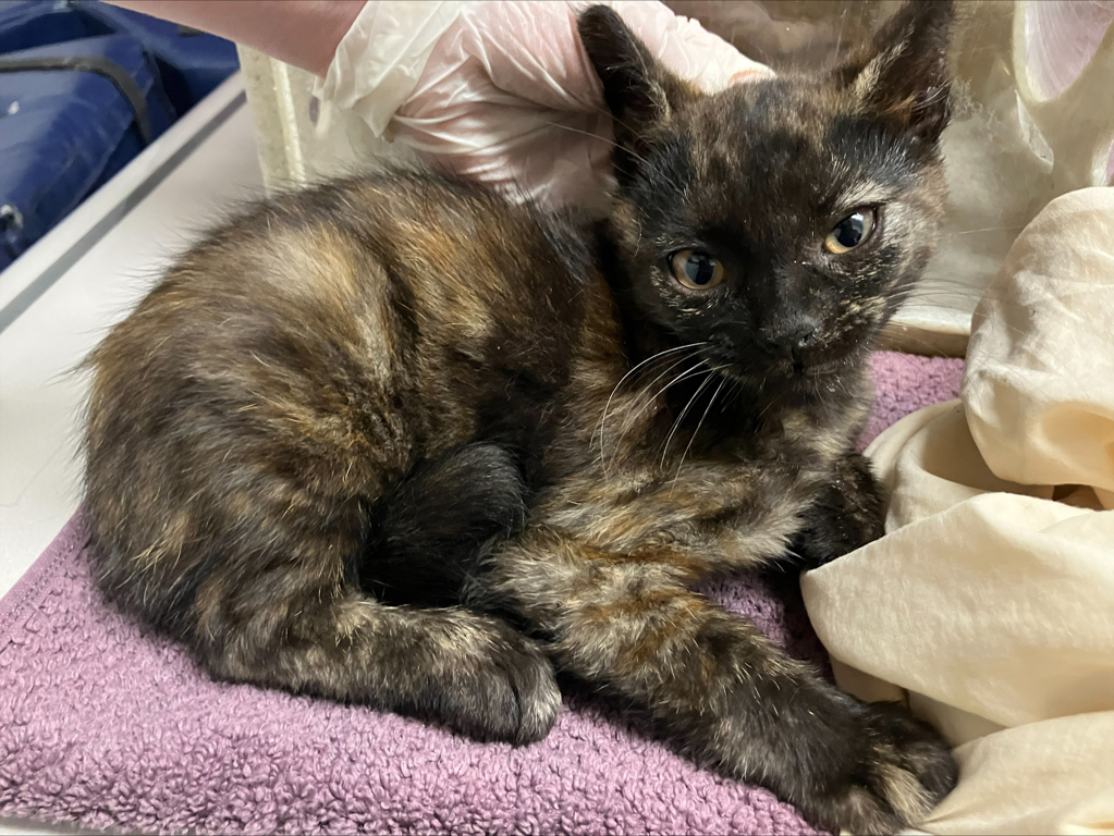 Shelter Stray Female Cat last seen Near W 15th Avenue, Escondido, CA, 92025, Escondido, CA 92027
