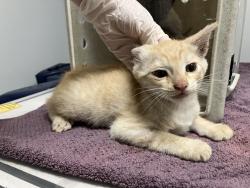 Shelter Stray Male Cat last seen Near W 15th Avenue, Escondido, CA, 92025, Escondido, CA 92027