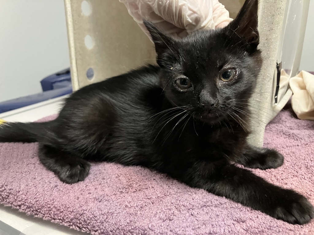 Shelter Stray Female Cat last seen Near W 15th Avenue, Escondido, CA, 92025, Escondido, CA 92027