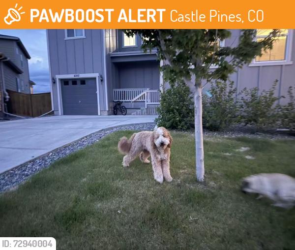 Found/Stray Unknown Dog last seen Near rockingham ct, Castle Pines, CO 80108