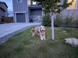 Found/Stray Unknown Dog last seen Near rockingham ct, Castle Pines, CO 80108