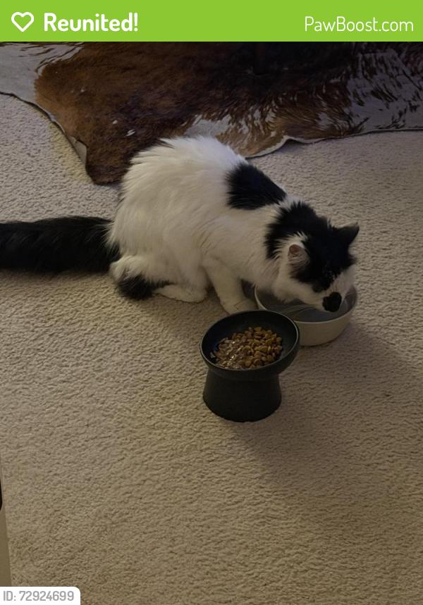 Reunited Female Cat last seen Early Spring Way, Severn, MD 21144