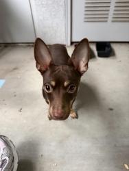 Found/Stray Male Dog last seen N Fresno , Fresno, CA 93726