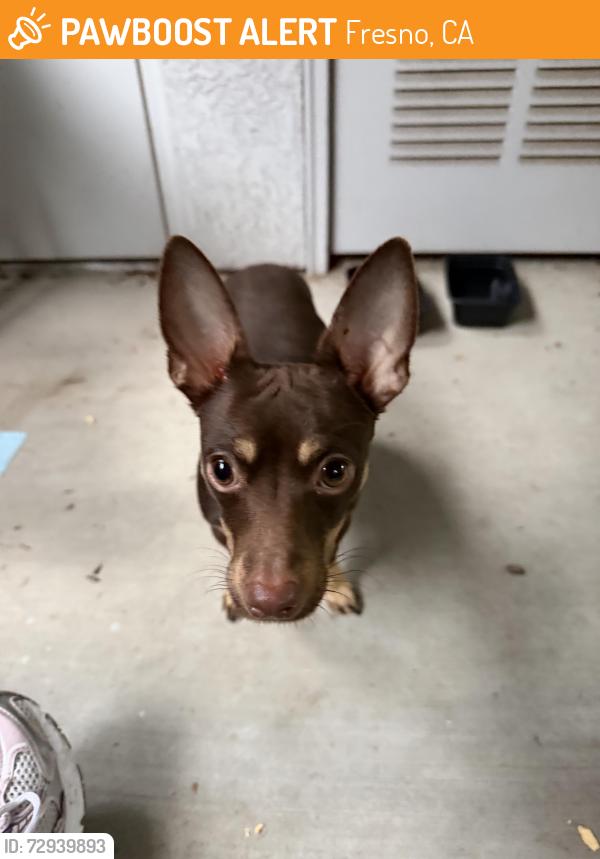 Found/Stray Male Dog last seen N Fresno , Fresno, CA 93726