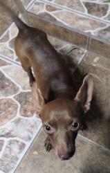 Found/Stray Female Dog last seen Cage ave y sam houston, Pharr, TX 78577