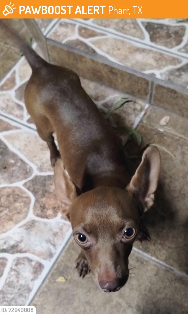 Found/Stray Female Dog last seen Cage ave y sam houston, Pharr, TX 78577