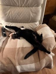 Reunited Female Cat last seen Emmaus Ave in Fountain Hill area , Allentown, PA 18103