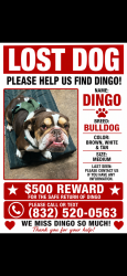 Lost Male Dog last seen Delphi lane, Houston, TX 77067
