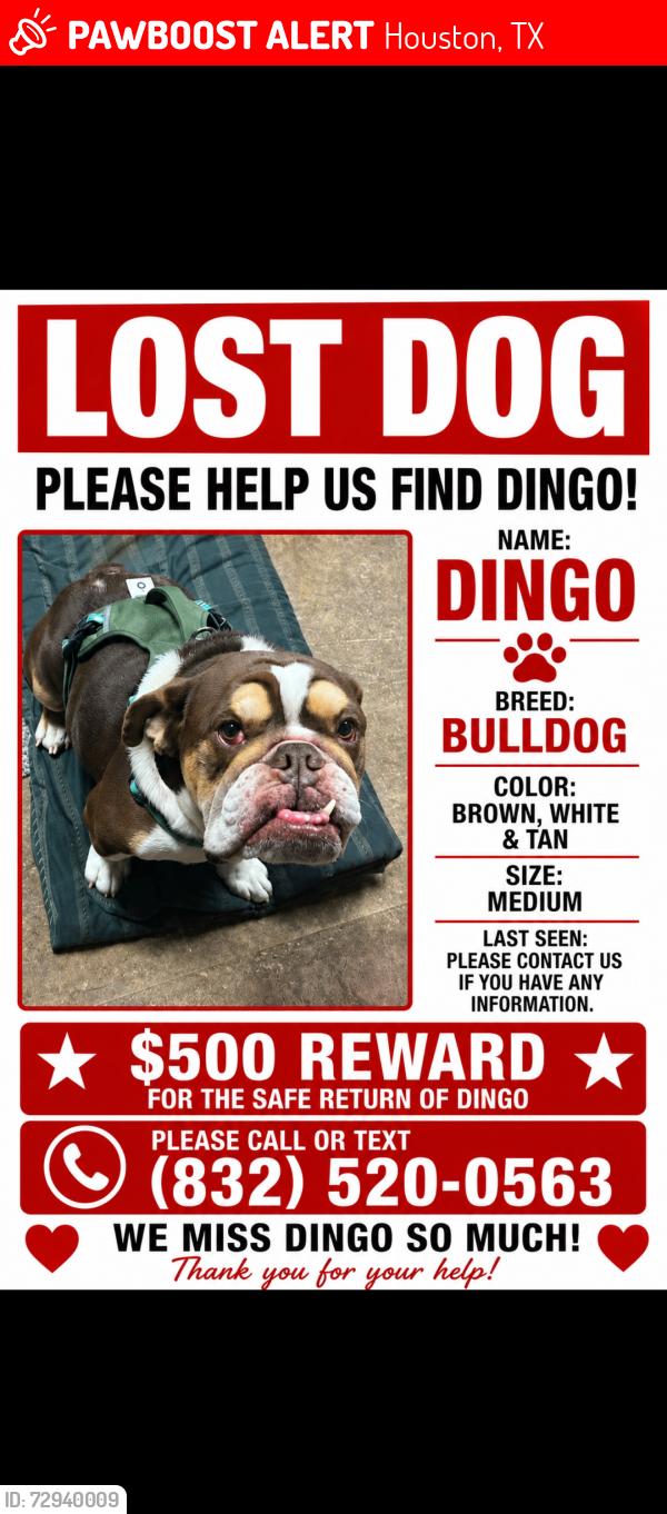 Lost Male Dog last seen Delphi lane, Houston, TX 77067