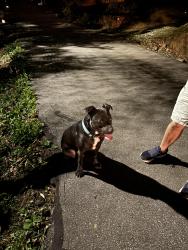 Reunited Male Dog last seen Near Lamar Avenue near Dchool Road, Asheville, NC 28803