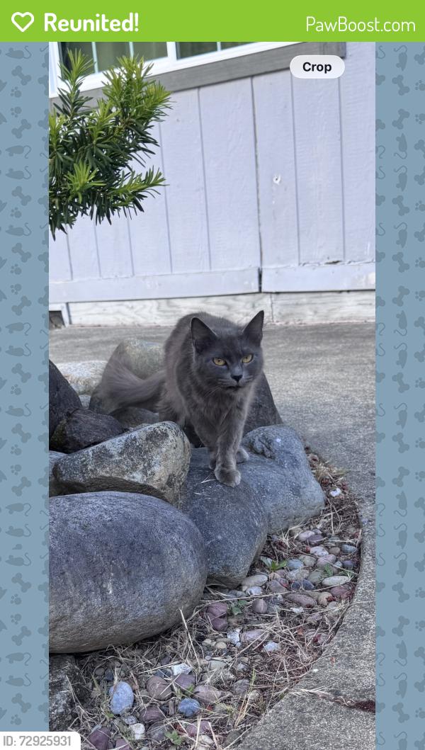 Reunited Male Cat last seen 184th and 78th , Puyallup, WA 98375