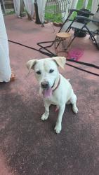 Reunited Male Dog last seen Near E McDermott Dr, Allen, TX 75002, Allen, TX 75002