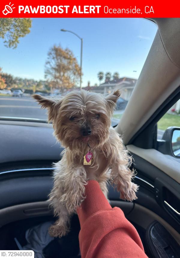 Lost Female Dog last seen Silver Birch and White Pine, Oceanside, CA 92057