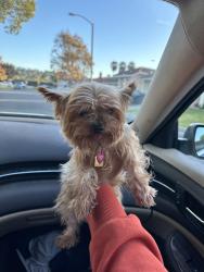 Lost Female Dog last seen Silver Birch and White Pine, Oceanside, CA 92057