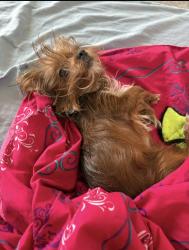 Reunited Male Dog last seen Village parkway and Glen crossings , Edgecliff Village, TX 76134