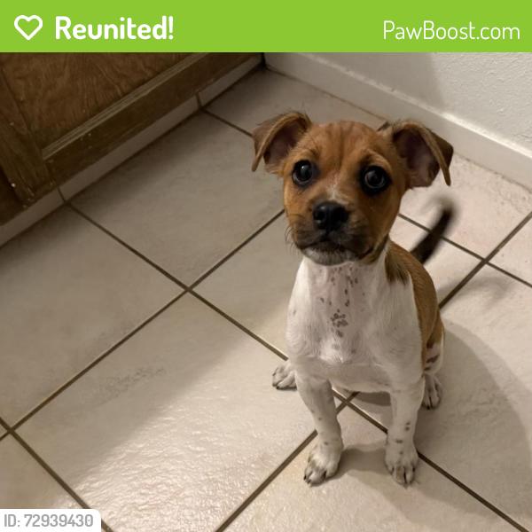 Reunited Male Dog last seen Shields and Brawley, Fresno, CA 93722