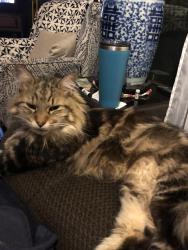 Reunited Female Cat last seen Rosemore & Goldfield, Modesto, CA 95358