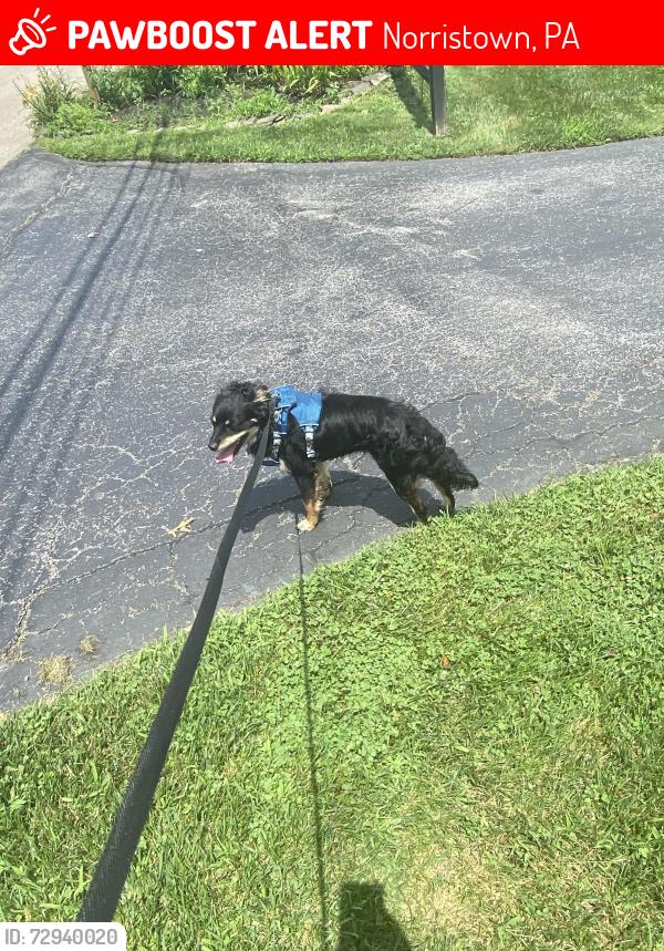 Lost Male Dog last seen Cherry Street Park, Cherry St, Norristown, PA 19401, Norristown, PA 19401