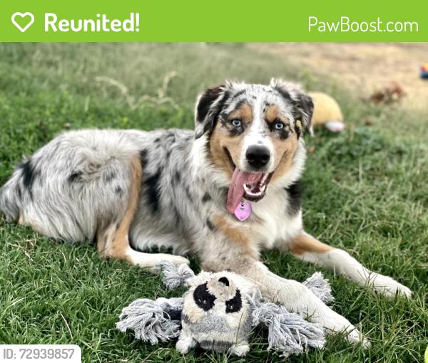Reunited Female Dog last seen w delano st and Elwyn ave, Elverta, CA 95626