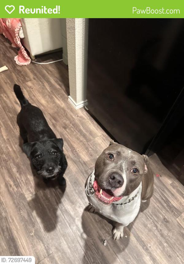 Reunited Male Dog last seen Elm Park, Lubbock, TX 79407, USA, Lubbock, TX 79407
