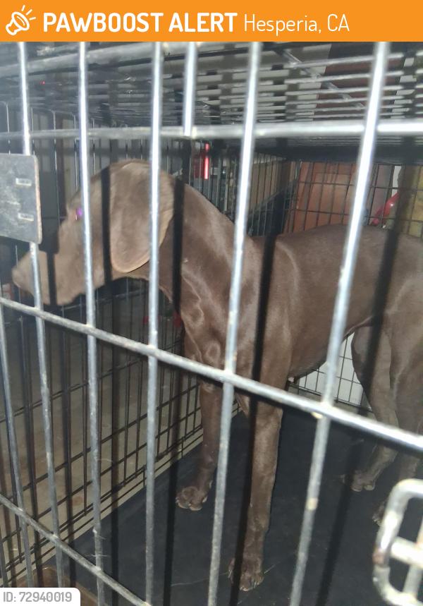 Found/Stray Female Dog last seen Valencia  st choiceana , Hesperia, CA 92345