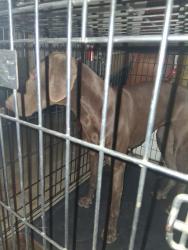Found/Stray Female Dog last seen Valencia  st choiceana , Hesperia, CA 92345