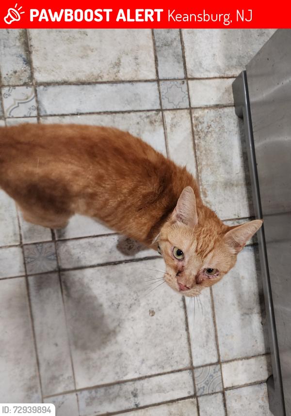 Lost Male Cat last seen Charles St, Keansburg NJ, Keansburg, NJ 07734
