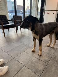 Found/Stray Male Dog last seen Prescott and Lemmon , Dallas, TX 75235