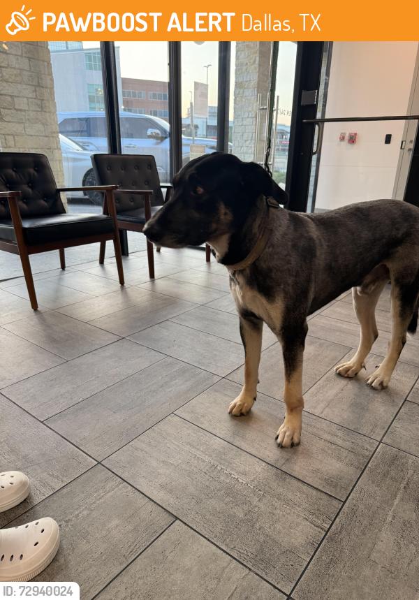Found/Stray Male Dog last seen Prescott and Lemmon , Dallas, TX 75235