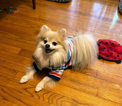 Reunited Male Dog last seen Cheshire & Oak Forest Drive, Houston, TX 77018