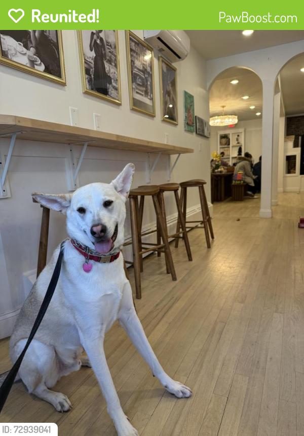 Reunited Male Dog last seen McDonald’s, Long Branch, NJ 07740