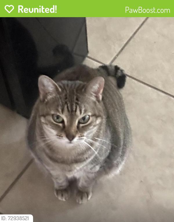 Reunited Female Cat last seen Near ashboro circle se , Palm Bay, FL 32909